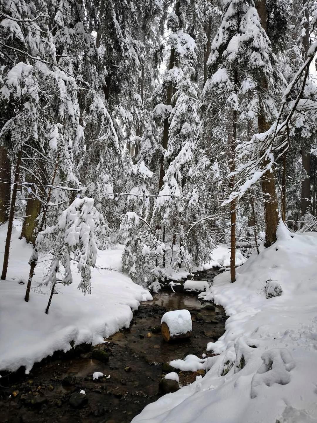 Mountain Studio Asp E63 Borovets Gardens Bagian luar foto